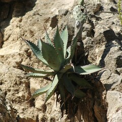 Agave salmiana