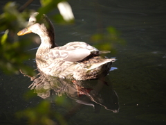 Anas platyrhynchos