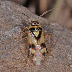 Orthops basalis