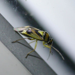 Orthops campestris