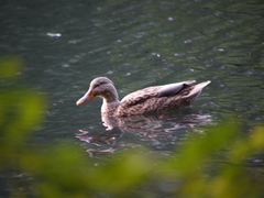 Anas platyrhynchos