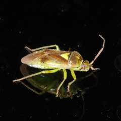 Orthops campestris
