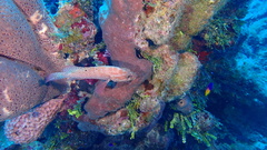 Cephalopholis cruentata