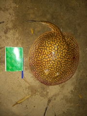 Potamotrygon falkneri