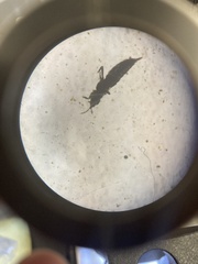Phlaeothripidae