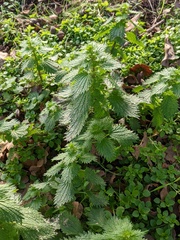 Urtica urens