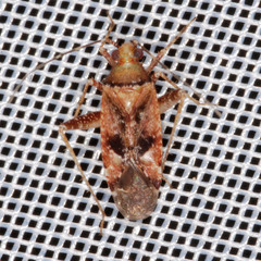 Phytocoris parvulus