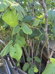 Abutilon grandifolium