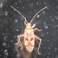 Phytocoris parvulus