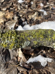 Candelariella efflorescens