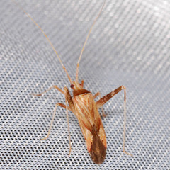 Phytocoris varipes