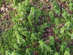 Urtica urens