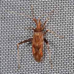 Phytocoris varipes