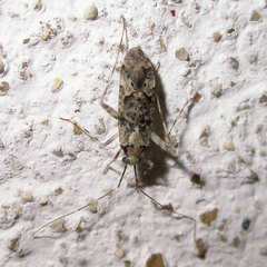 Phytocoris tiliae