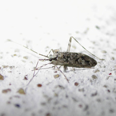 Phytocoris tiliae