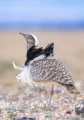 Chlamydotis undulata