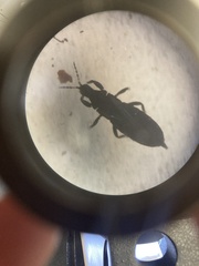 Phlaeothripidae