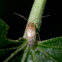 Pinalitus cervinus