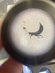 Phlaeothripidae