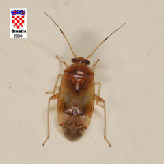 Pinalitus cervinus