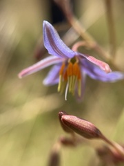 Dianella amoena