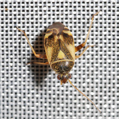 Polymerus brevicornis