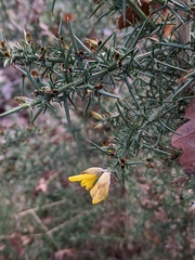 Ulex europaeus