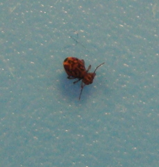 Dicyrtomina
