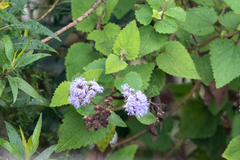 Aristeguietia lamiifolia