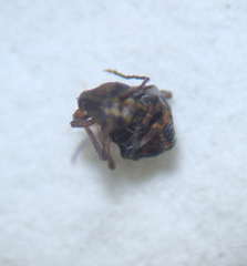 Dicyrtomina