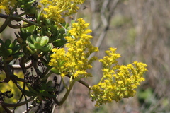 Sedum dendroideum