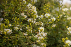 Mimosa quitensis