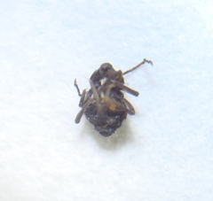 Dicyrtomina