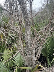 Cephalanthus occidentalis