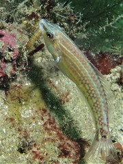 Coris caudimacula