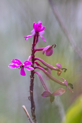 Epidendrum jamiesonis