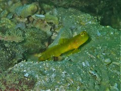 Cryptocentrus sericus