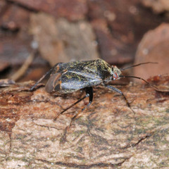 Polymerus nigrita