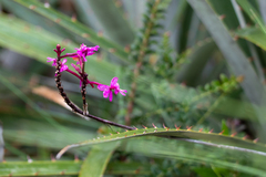 Epidendrum jamiesonis