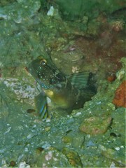 Cryptocentrus sericus