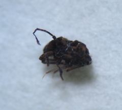 Dicyrtomina