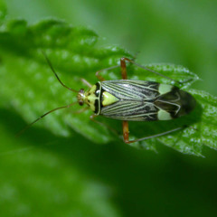Rhabdomiris striatellus