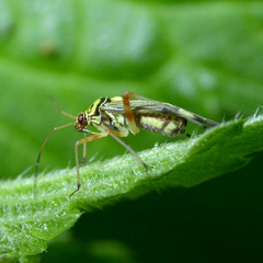 Rhabdomiris striatellus