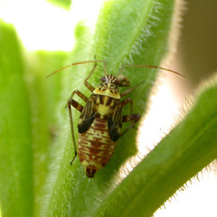 Rhabdomiris striatellus