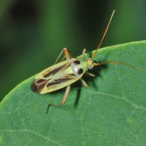 Two-spotted Grass Bug, photo 7 of 9