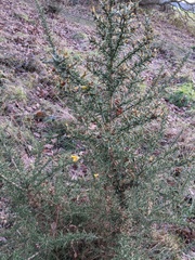 Ulex europaeus