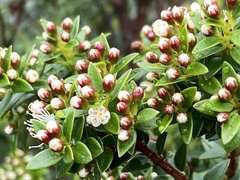 Metrosideros stipularis