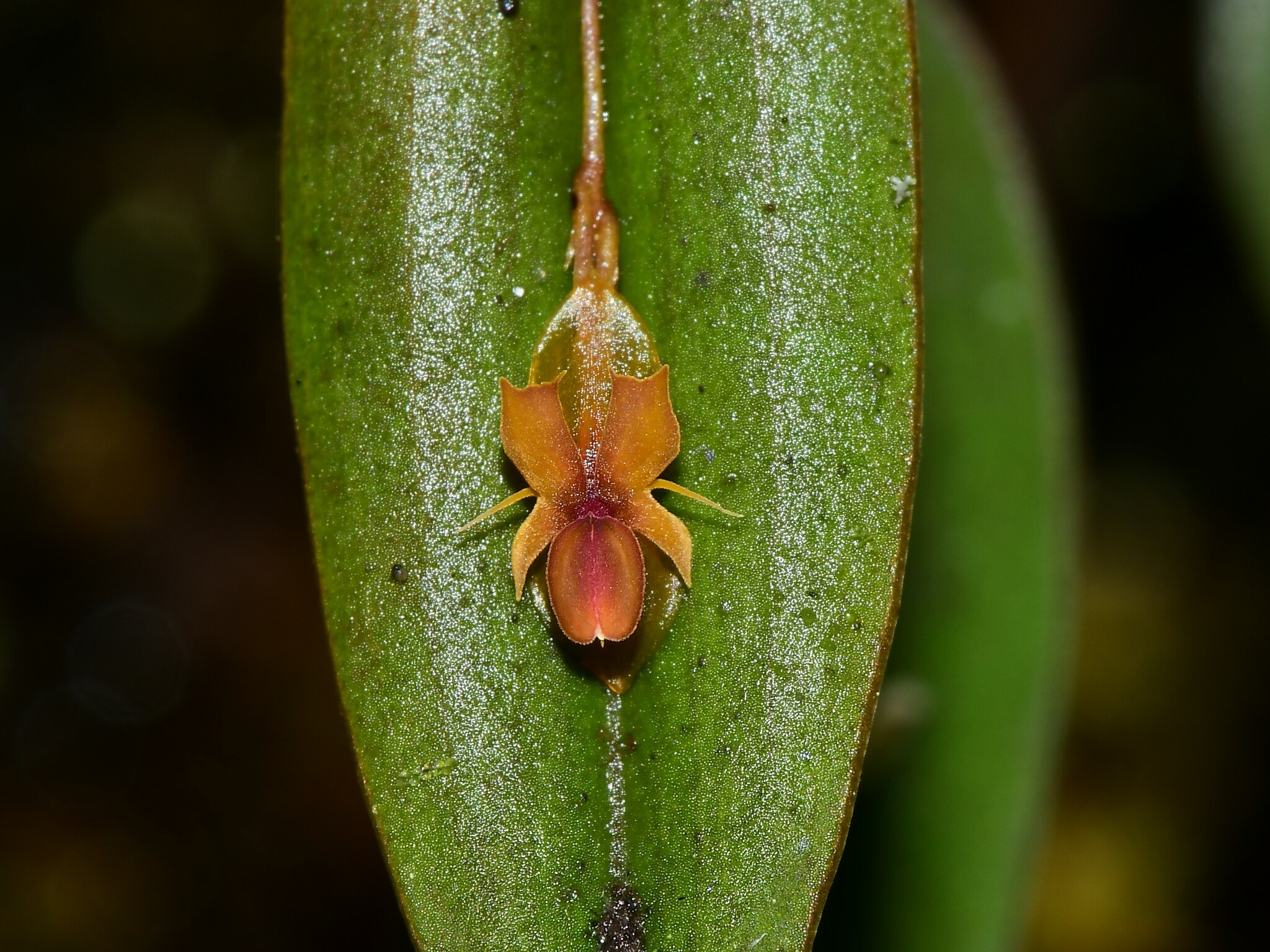 Lepanthes mucronata image