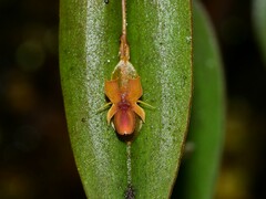 Lepanthes mucronata