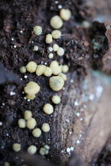Trichoderma gelatinosum